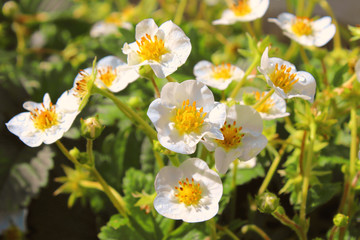 Flowers of strawberry. Close-up. Background.