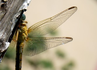 wings of a large yellow dragonfly