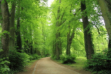 Fototapeta premium Alejka