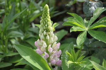 Lupine