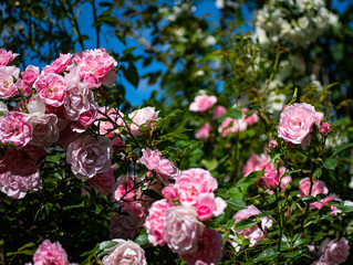 Roses are rose and white