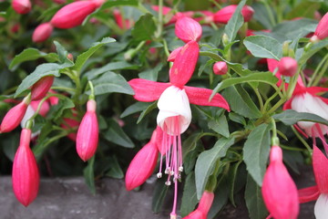 Fuchsien