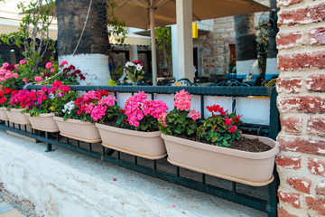 View of flower pots and flowers in Bodrum city of Turkey. Aegean style traditional colorful flowers in Bodrum Turkey 