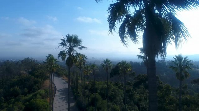 Drone pan behind palm trees facing Hollywood and West Los Angeles - 4k UHD
