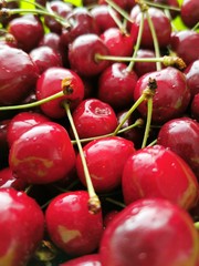 cerises