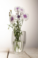 Bouquet of white cornflower on a white background