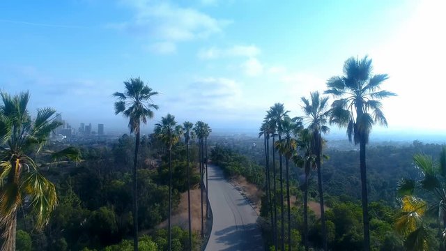 Palm trees above sunny Los Angeles - Aerial drone 4k UHD