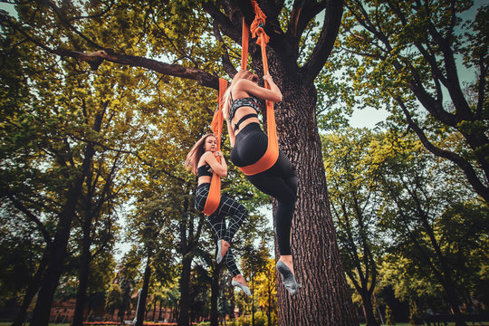 Low angle photo of attractive womens are posing for photographer on the slings which is fixed on big tree in the summer park.