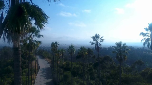 Los Angeles views behind palm trees in smooth drone pan shot - 4k UHD