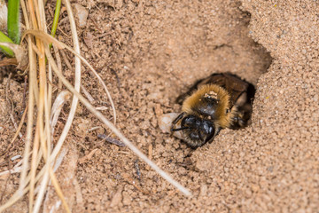 Einzelnes Erdbienen Weibchen in ihrem Loch am Boden, Deutschland