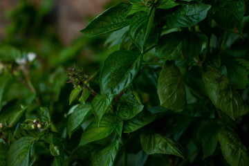 basil, green leaves background