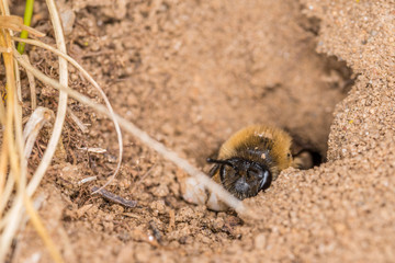 Einzelnes Erdbienen Weibchen in ihrem Loch am Boden, Deutschland