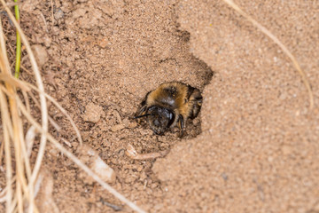 Einzelnes Erdbienen Weibchen in ihrem Loch am Boden, Deutschland