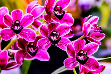 Fototapeta na wymiar orchid on a background