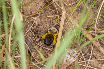 Einzelnes Erdbienen Männchen mit gelben Blütenpollen am Boden, Deutschland