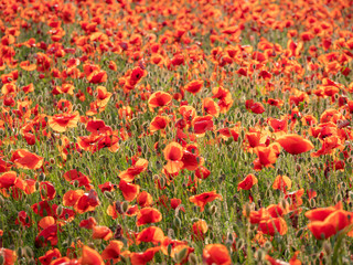 Obraz premium Obraz ogromnego pola maku podczas zachodu słońca