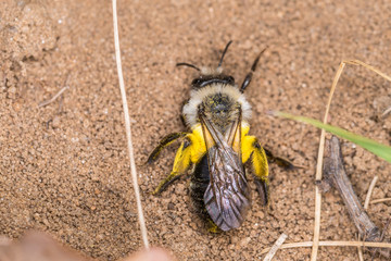Einzelnes Erdbienen Männchen mit gelben Blütenpollen am Boden, Deutschland