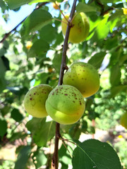 Apricot tree on the farm. Agriculture, fruit.