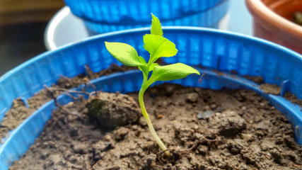 Das frische neue Pflänzchen war noch ganz klein