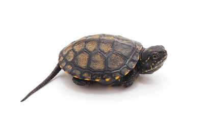 Obraz premium One small turtle.