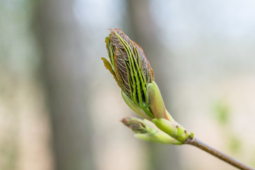 Austreibende Knospe eines Baumes im Frühling, Deutschland