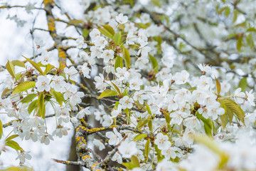 Blühende weiße Blüten an einem Baum im Frühling, Deutschland