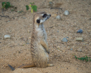 Close up portrait of standing meerkat or suricate, Suricata suricatta profile side view, selective focus, copy space for text
