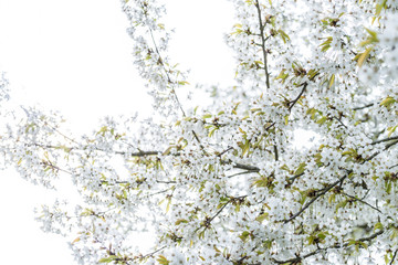 Blühende weiße Blüten an einem Baum im Frühling, Deutschland