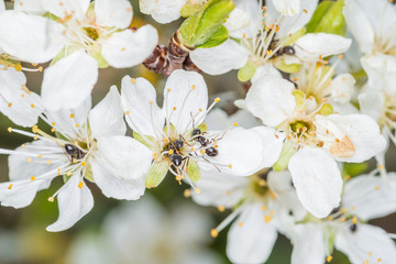 Blühende weiße Blüten an einem Baum im Frühling, Deutschland