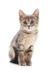 Fototapeta na wymiar Small gray kitten.