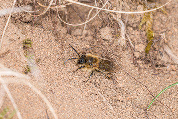 Einzelnes Erdbienen Männchen mit gelben Blütenpollen am Boden, Deutschland