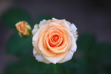 orange pink roses