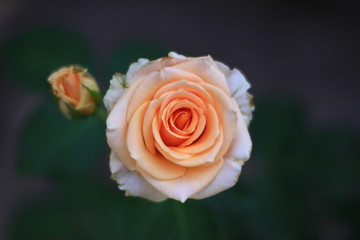 orange pink roses