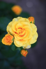 yellow rose