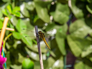 Close up image of beautiful yellow dragon fly