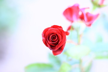 red rose on a white background