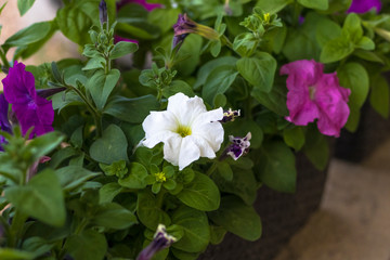home flowers. petunia. natural lighting. have toning. close-up.