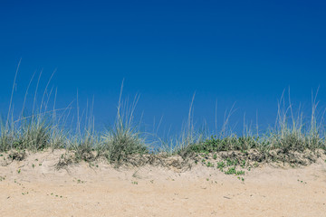 Saw Grass and Sand and a Blue Sky