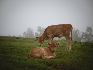 Young calf cows lying on the pasture