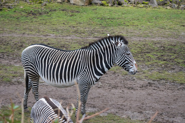 The Grevy’s zebra.