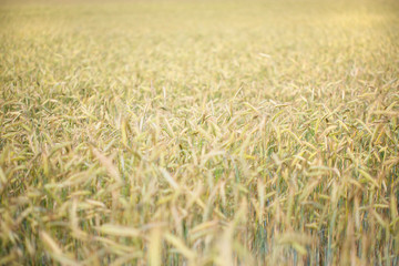 Wheat field. Natural background.