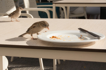 Sparrows eat up the remains of a croissant from a plate in a cafe on the street