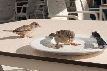 Sparrows eat up the remains of a croissant from a plate in a cafe on the street