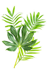 Fototapeta na wymiar Green palm leaf Tropical jungle plants