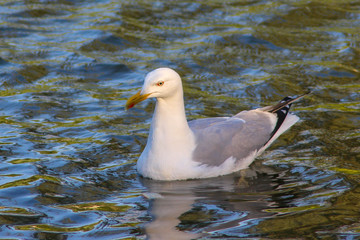 Seagull