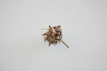 Bauernknoblauch