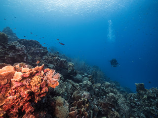 Seascape of coral reef in the Caribbean Sea around Curacao with coral, sponge and diver