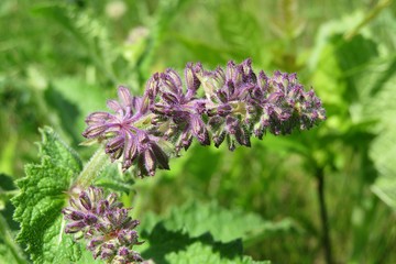 Salvia verticillata flowers in the meadow, closeup