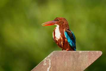 White-throated Kingfisher Halcyon smyrnensis on the branch, also known as the white-breasted kingfisher,  tree kingfisher
