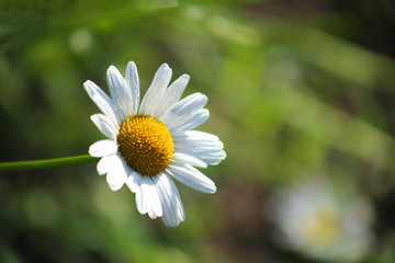 Fototapeta premium Single chamomile flower on green background. Close up of a single daisy flower in the garden.